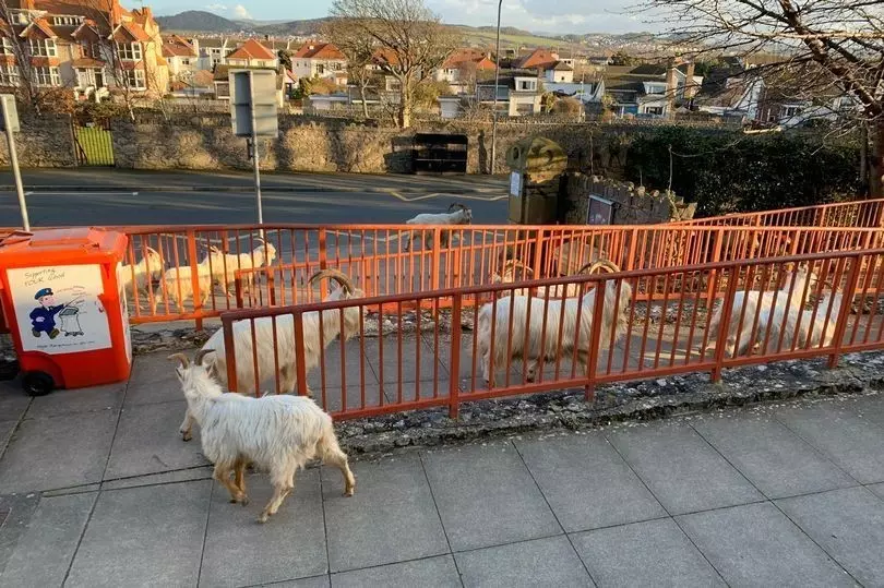 Las cabras salvajes han tomado las tranquilas calles de Llandudno, en el norte de Gales.